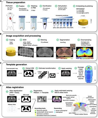 Histology-informed automatic parcellation of white matter tracts in the rat spinal cord